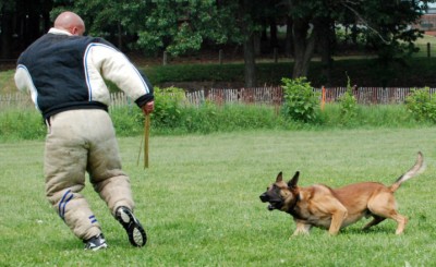 Canine Police Dog