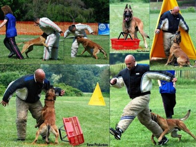 police decoy training, decoy school, police dogs, police k9, canine protection